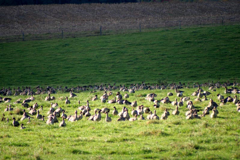 Killikus&reg; Fotographie